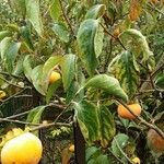 Diospyros kaki Bark