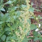 Chenopodium album പുഷ്പം