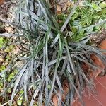 Ophiopogon planiscapus 葉