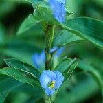 Commelina virginica Habit