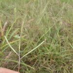 Dichanthium aristatum Fruchs