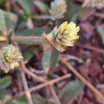 Gomphrena celosioides Кветка