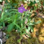 Galeopsis angustifolia Flower