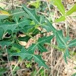 Berberis trifoliolata Folha