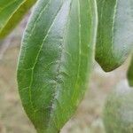 Strychnos spinosa Blatt