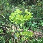 Euphorbia amygdaloides Leaf