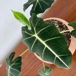 Alocasia micholitziana List