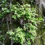 Adiantum capillus-veneris Hàbitat