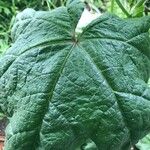 Malva verticillata Feuille