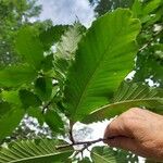 Quercus castaneifolia Leaf