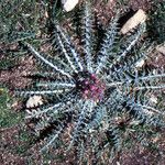 Cirsium acaulon Habitat