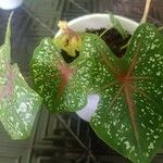 Caladium bicolor Levél