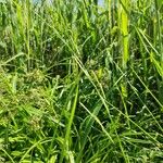 Glyceria fluitans Flor