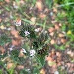 Elephantopus elatus Flor