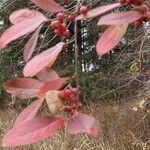 Aronia arbutifolia Feuille