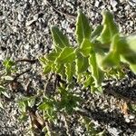 Oenothera humifusa برگ