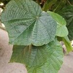 Dombeya wallichii Hoja