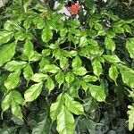 Leea guineensis पत्ता
