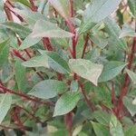 Photinia glabra Blad