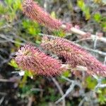 Acaena cylindristachya Flower