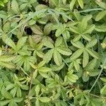 Potentilla reptansFolha