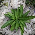 Gentiana cruciata ഇല