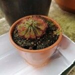 Drosera spatulata Leht