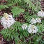 Amianthium muscitoxicum Flor