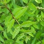 Zanthoxylum americanum Ліст