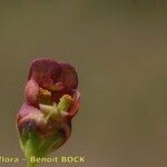 Scrophularia oblongifolia