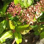 Viburnum nudumΛουλούδι