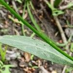 Rorippa austriaca Leaf