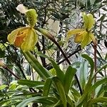 Paphiopedilum insigne Blüte