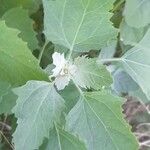 Chenopodium album Folha