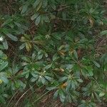 Scaevola montana Лист