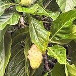 Morinda citrifolia Fruitua