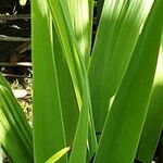 Sisyrinchium striatum Leaf