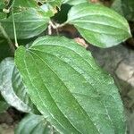 Smilax tamnoides Leaf