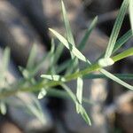 Linum tenuifolium Deilen