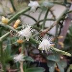 Rhipsalis grandiflora Flower