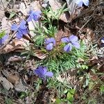 Viola pedata Leaf