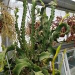 Epiphyllum phyllanthus Агульны выгляд