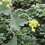 Bryonia verrucosa Flor