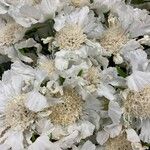 Lomelosia caucasica Blüte