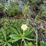 Hieracium berardianum Fleur