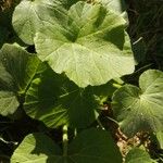 Cucurbita moschata Levél