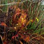 Drosera anglica Folio