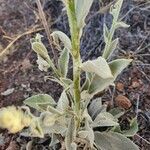 Verbascum sinaiticum Blatt