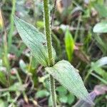 Arnica chamissonis पत्ता