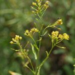 Rorippa austriaca Flower